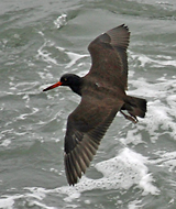 Black Oystercatcher juvenile in flight